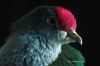 bird_bfdz001c