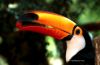 bird_tcanbzoo1c