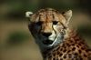 cat_chaf017c