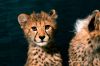 cat_chz017c