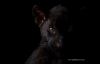 cat_jagbz005c