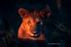 cat_laf022c