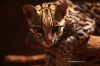 cat_tcatbz001c