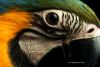 bird_bymz013c