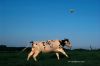 cow_008c