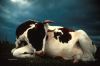 cow_af003c