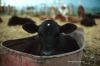 cow_af015c