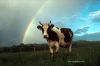 cow_nz025d