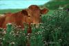 cow_nz049c