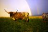 cow_y4d9467c