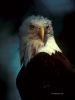 bird_ez027cd