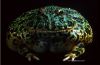 frog_hfz006c