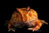 frog_hfz012c