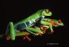 frog_retf020c