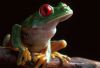 frog_retfz006bc