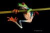 frog_retfz009c