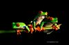 frog_retfz022c-1