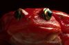 frog_tfzoo1c