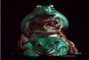 frog_wtfzo29c