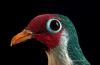 bird_jfdzoo7c