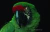 bird_mmzoo3c