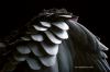 bird_rbcz005a