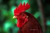 bird_rnz004c