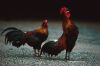 bird_rth001c