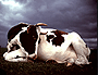 cow in storm