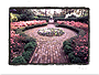 dixon garden