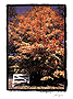 Fall Tree