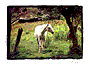horse