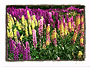 purple flowers