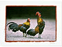 roosters