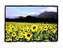 sun flowers