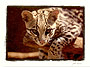 tiger cat
