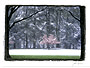 tree in snow