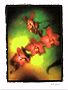 orchids