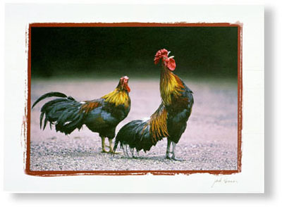 roosters
