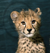Jack Kenner Chetah cub in Africa