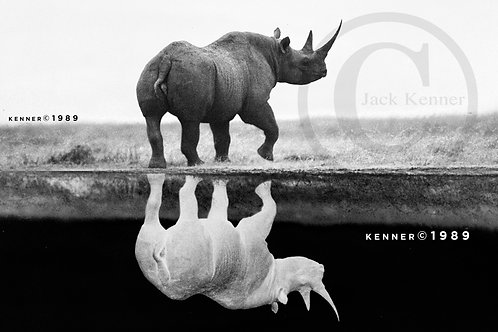 Rhino Extinct